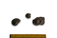 F 09341
<br/>
<br/>
<em></em>